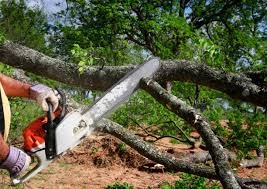 Reliable Robinwood, MD Tree Removal and Landscaping Services Solutions